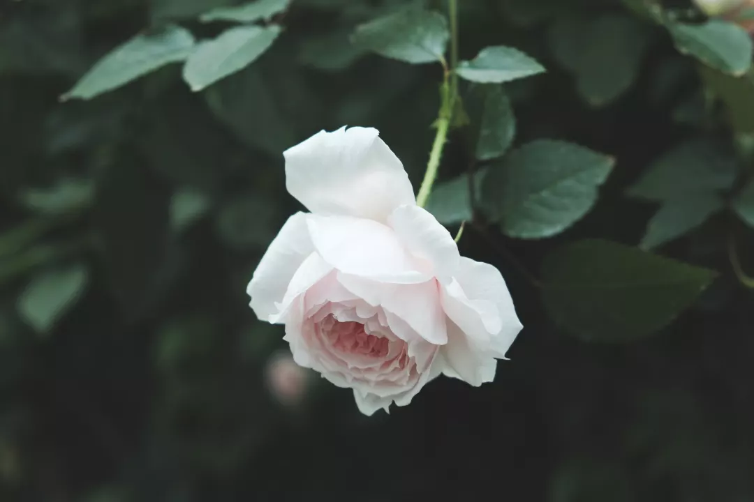 Ҫ¼ֻڳĨ