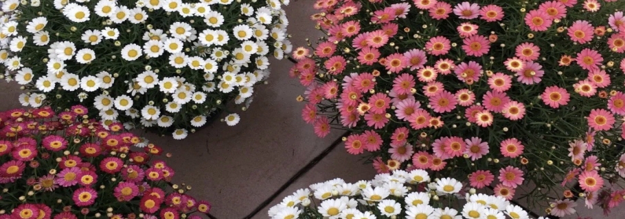 ؿ趼װҪô˵