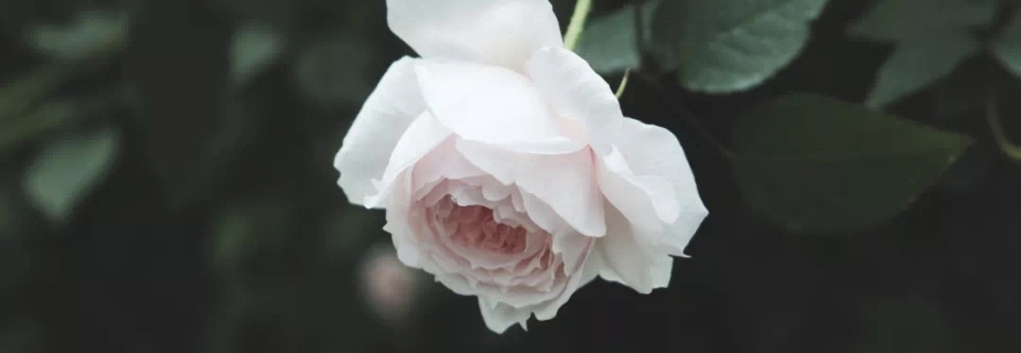 ¼ĨѿѾ˵~